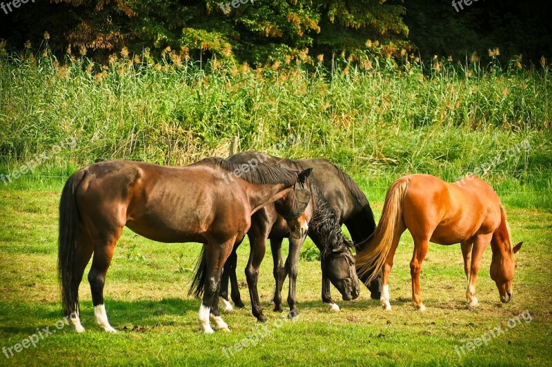 Horses Animal Nature Ride Farm