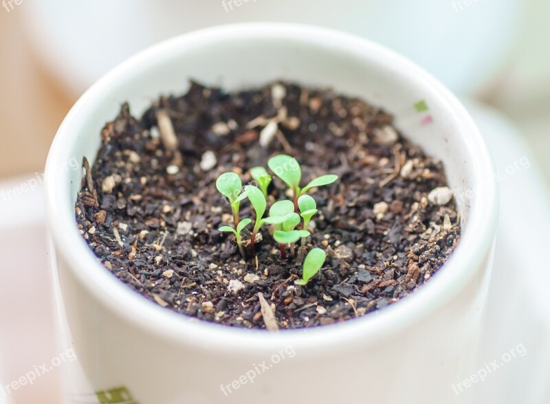 Plants Potted Plant Veranda Little Thing Little