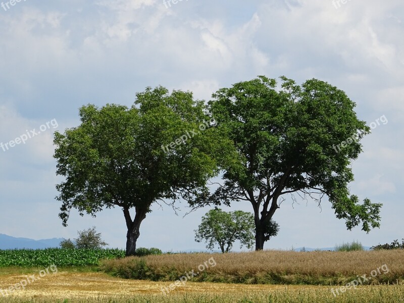 Trees Cornfield Field Clouds Stubble