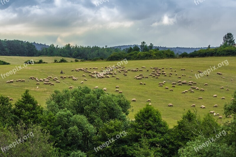 Sheep The Countryside Herd Free Photos