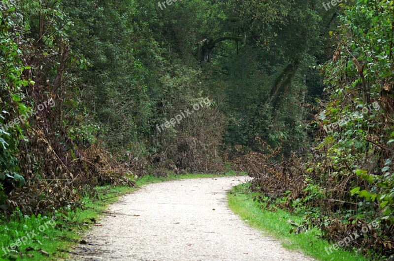 Away Forest Path Wilderness Forest Trees