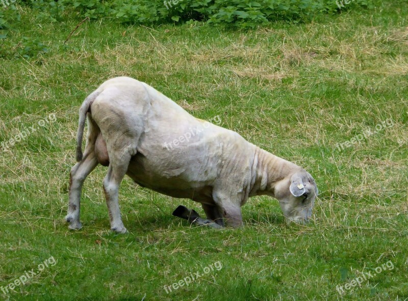 Sheep Graze Shorn Livestock Agriculture