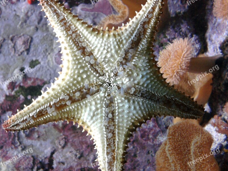 Starfish Water Sea Meeresbewohner Star