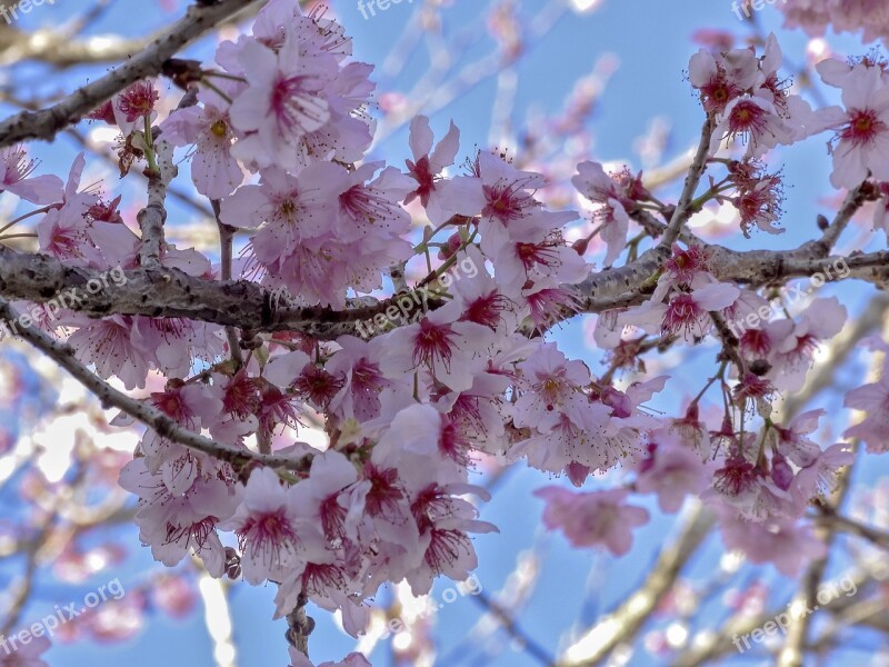 Cherry Cherry Blossom Nature Flourish Flowers