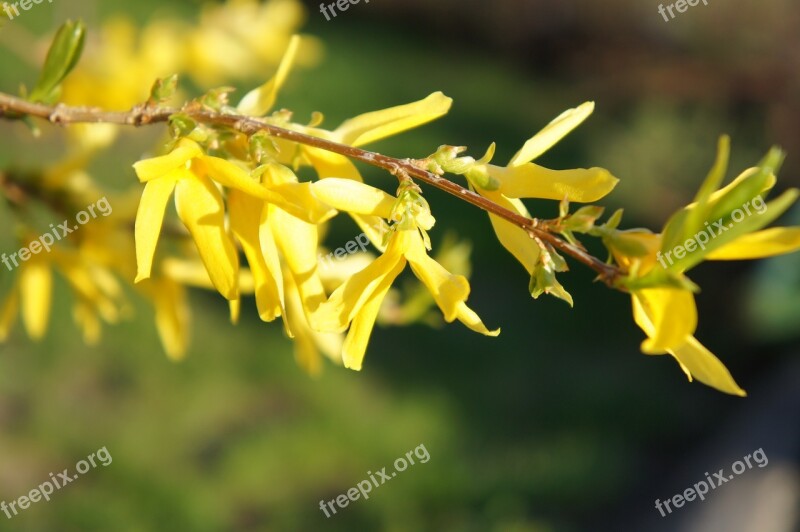 Forsythia Flower Nature Flora Summer