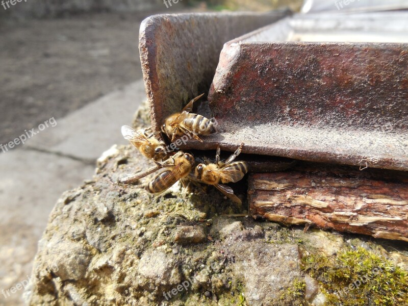 The Bees Insect Macro Honey Bee Free Photos