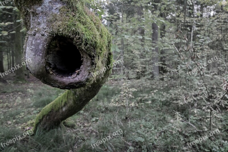 Forest Tree Shout Eye Scream