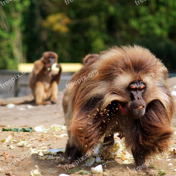 Zoo Ape Enclosure Feeding Males