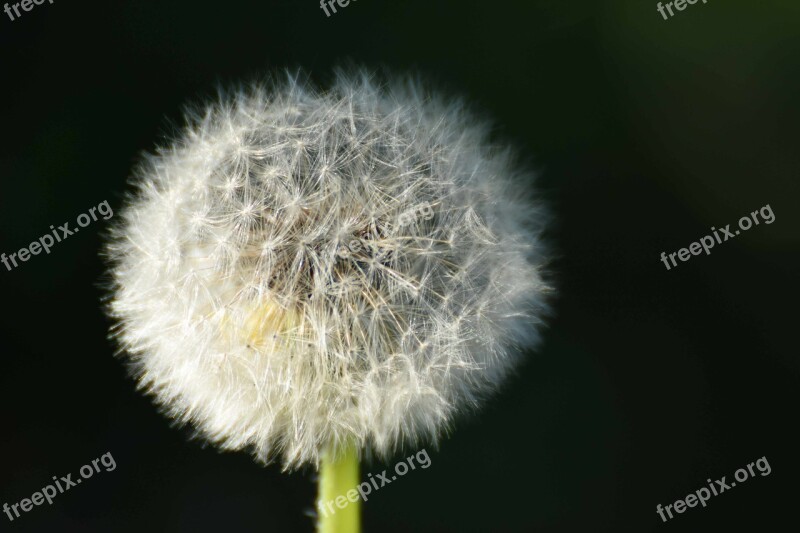 Dandelion Plant Flower Spring Nature