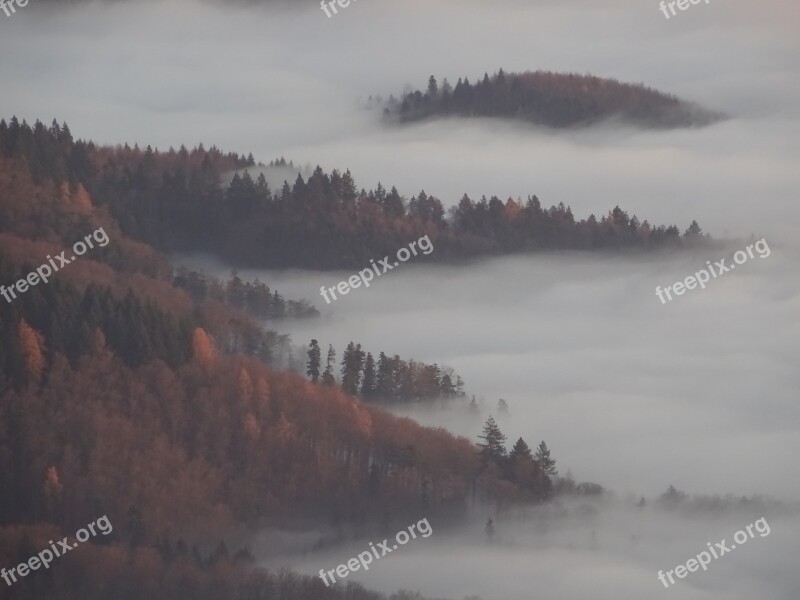 Fog Forest Autumn Smoke Mist