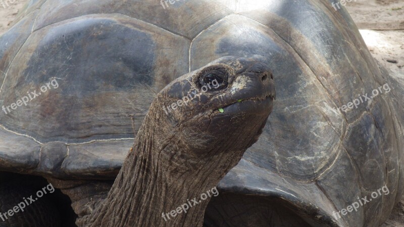 Turtle Head Animal Giant Nature