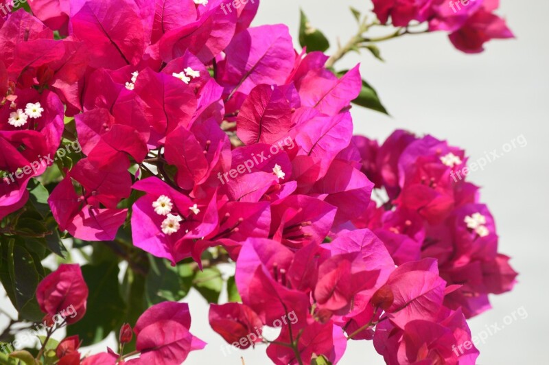 Bougainvillea Flowers Pink Bush Tropical