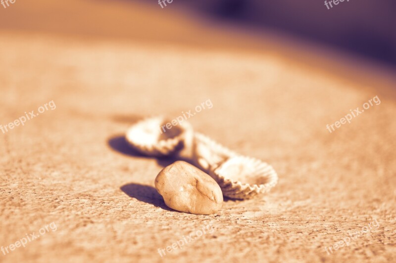 Shells Beach Stone Beachcomber Nature