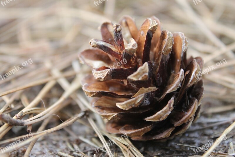 Pinecone Nature Autumn Tree Forest