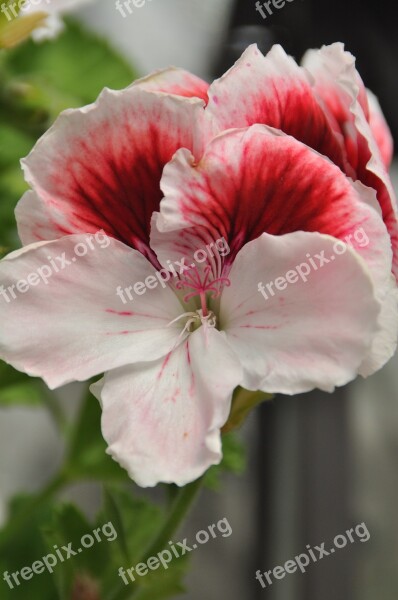 Geranium Flower Pink Flower Blossom Bloom