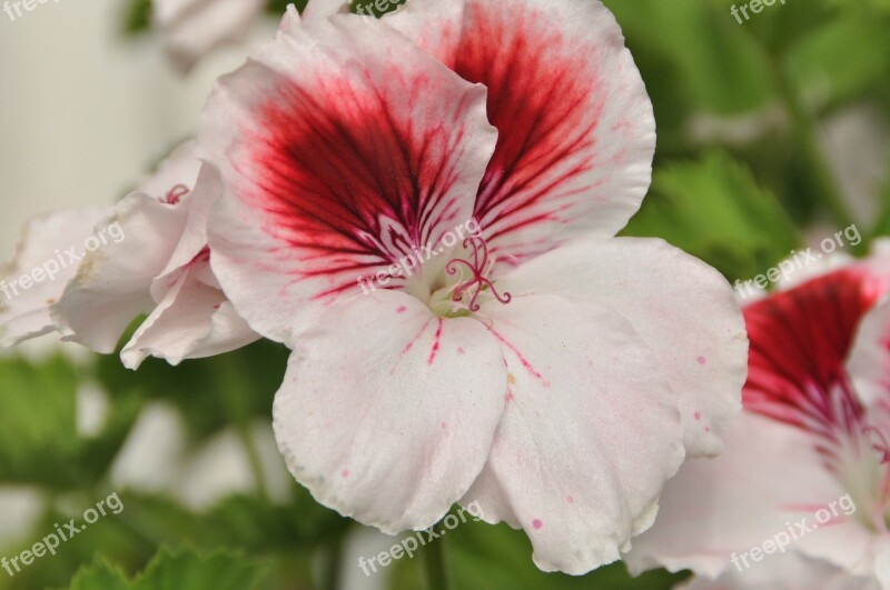 Geranium Flower Pink Flower Blossom Bloom