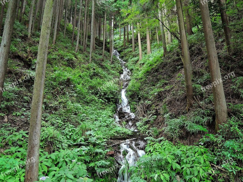 Woods River Waterfall Arboretum Forest