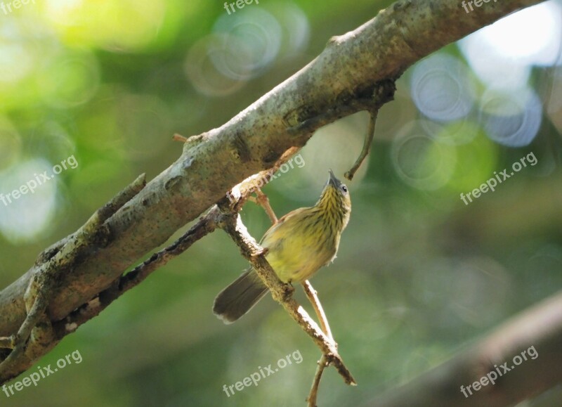 Bird Yellow-breasted Flowerpecker Branch Malaysian