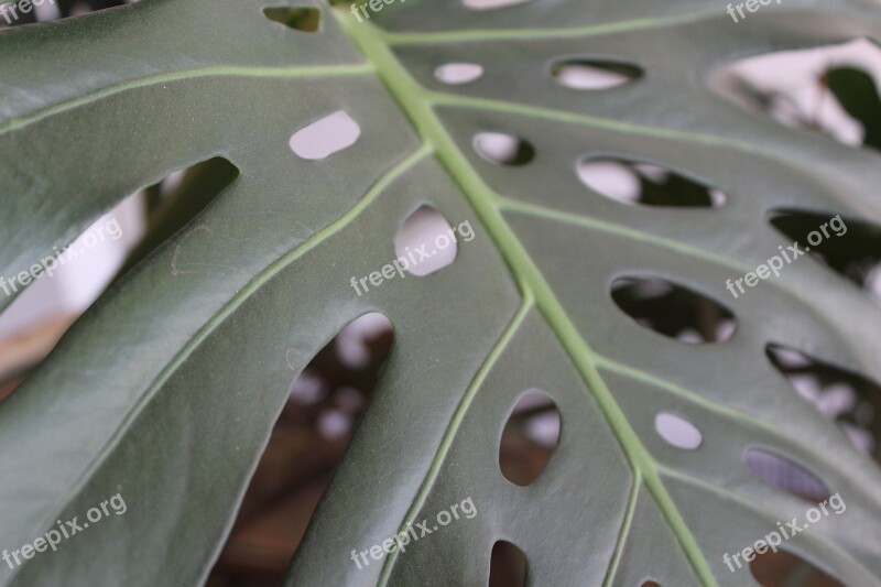 Plant Leaf Green Green Leaves Nature