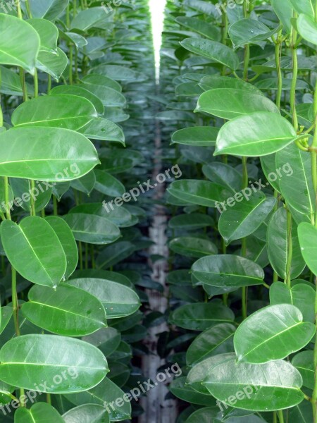 Stephanotis Green Plant Horticulture Cultivation Leaves