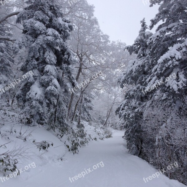 Winter Fir Tree Snow Mountain Forest