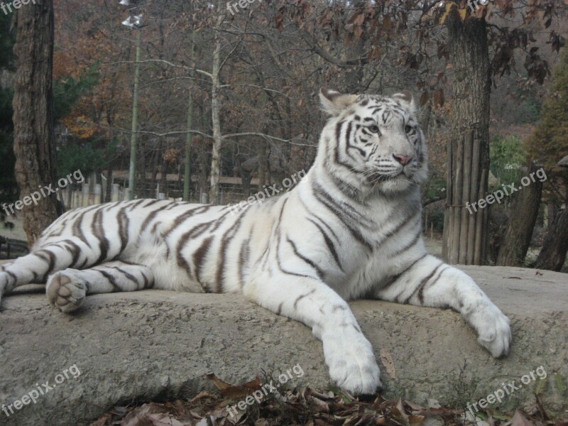 Backhoe Tiger Animal White Fur