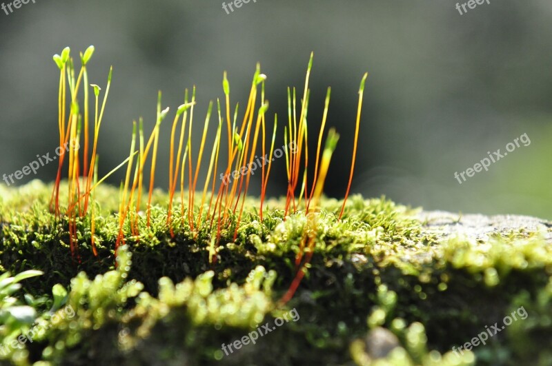 Moss Plant Biological Free Photos