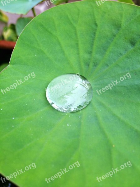 Lotus Lotus Leaf Water Water Drop Garden