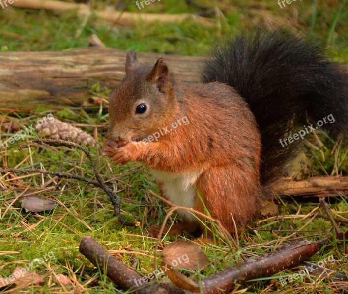 Squirrel Red Formby Eat Nuts