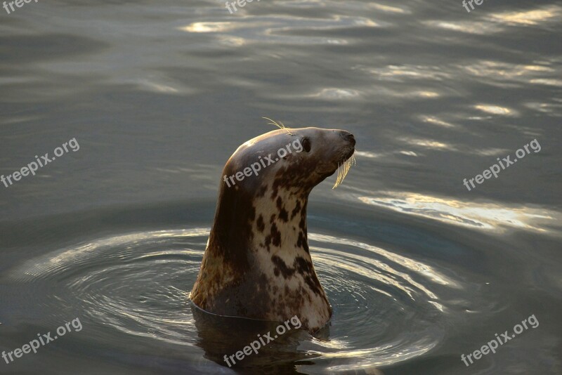 Seal Dunbar Harbour Free Photos