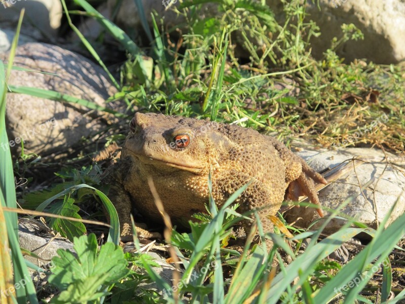 Toad Gerardo Big Toad Free Photos