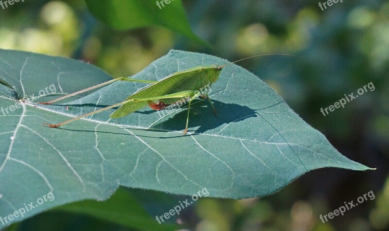 Grasshopper On Cotton Grasshopper Insect Animal Cotton Plant Leaves