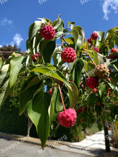 Kousa Dogwood Fruit Tree Plant