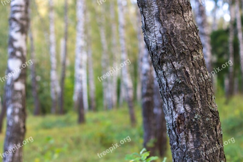 Birch Birchwood Forest Trunks Trees