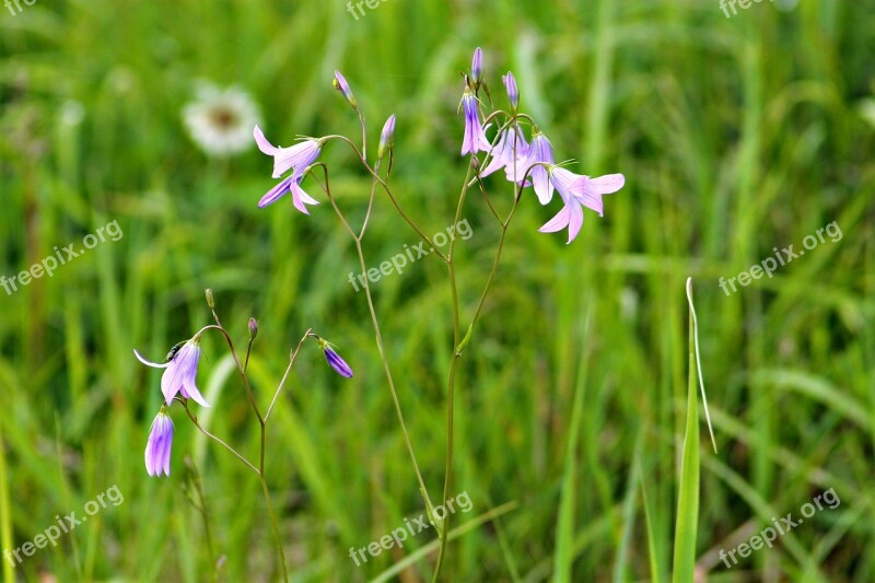 Field Meadow Flower Plant Wildflower Meadow