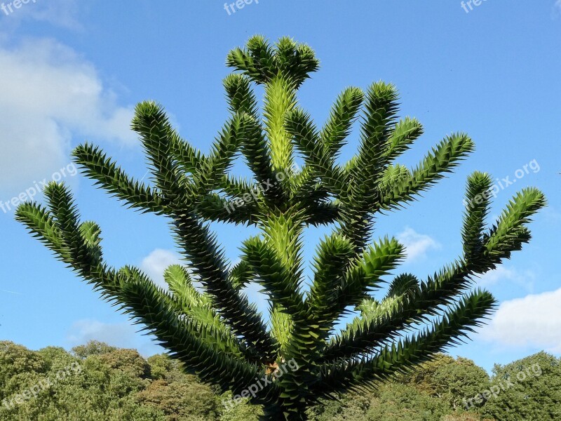 Tree Monkey Puzzle Young Juvenile