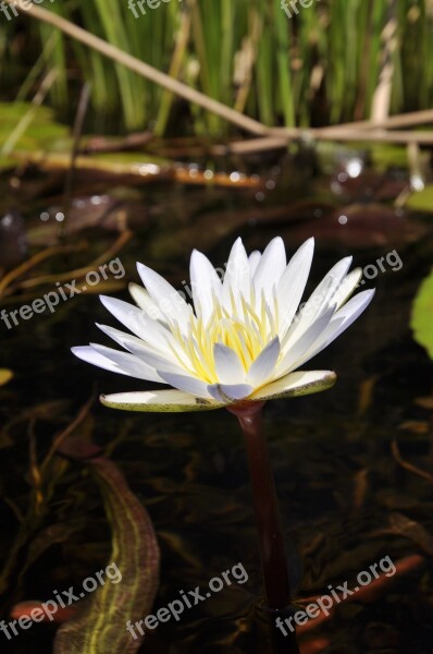 Water Lily Flower Lily Flora Aquatic