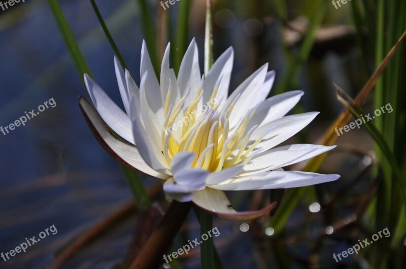 Water Lily Flower Lily Flora Aquatic