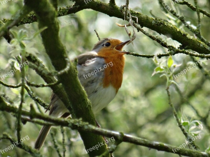 Robin Singing Nature Bird Red