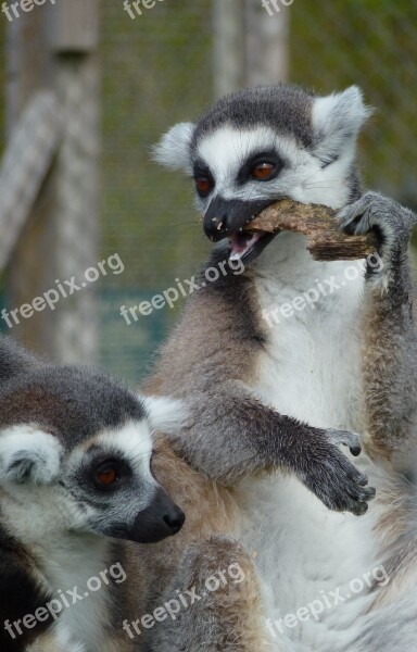 Lemur's Longleat Eating Sun Bathing Free Photos