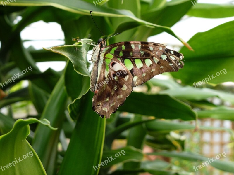 Butterfly Longleat Green Free Photos