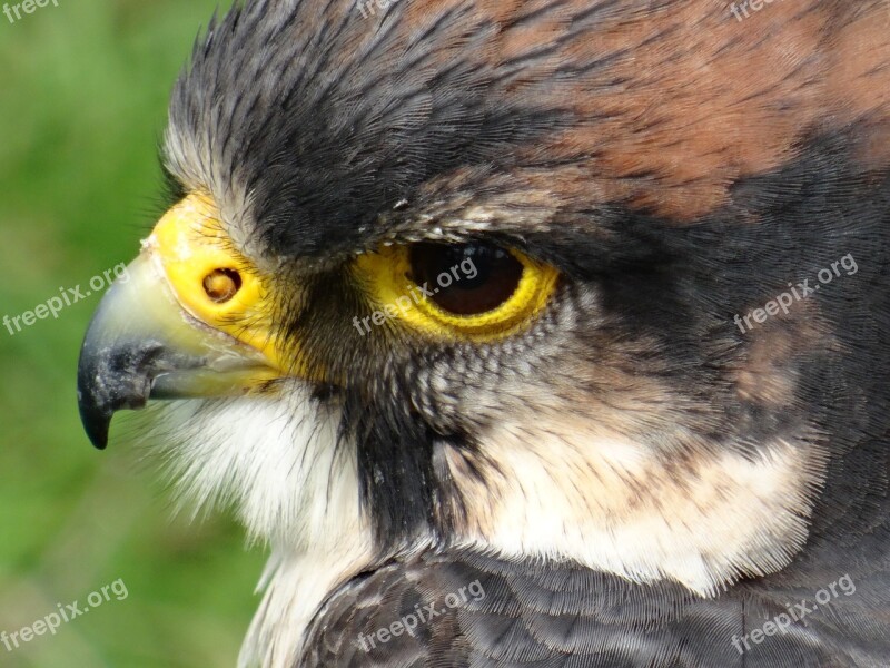 Falcon Bird Centre Close Up Feathers Free Photos