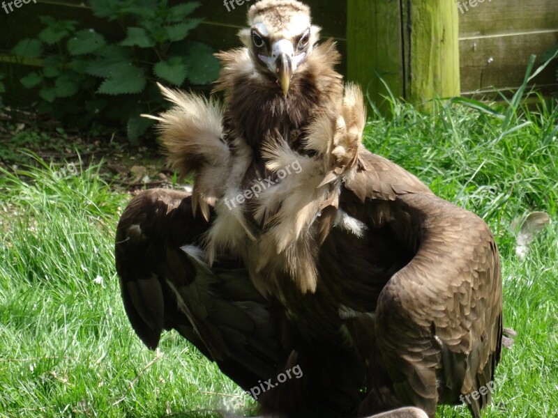 Vulture Feathers Feather Bower Free Photos