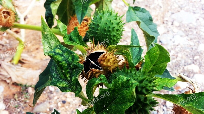 Flower Thorns Fruit Green Mature