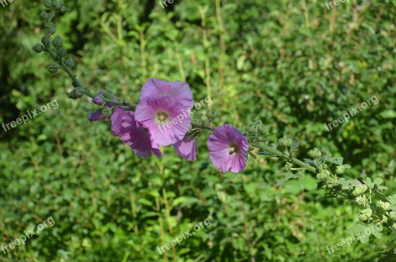 Hollyhocks Flowers Nature Plant Pink