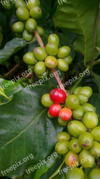 Coffee Nature Green Beans Growing