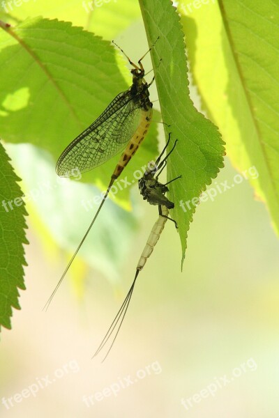 Dragonfly Larva Hatched Insect Dragonfly Larva