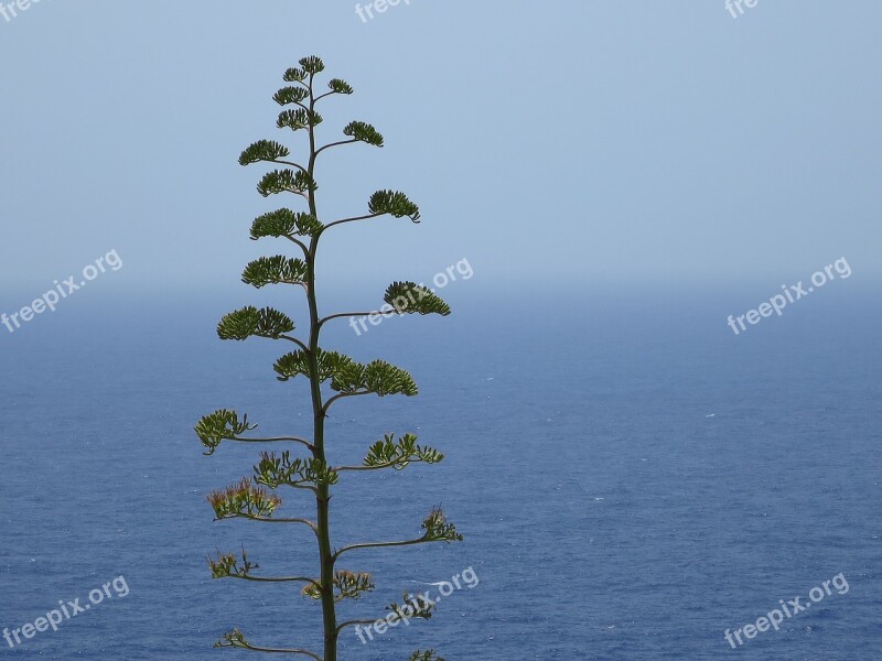 Malta Sea Plant Cactus Free Photos