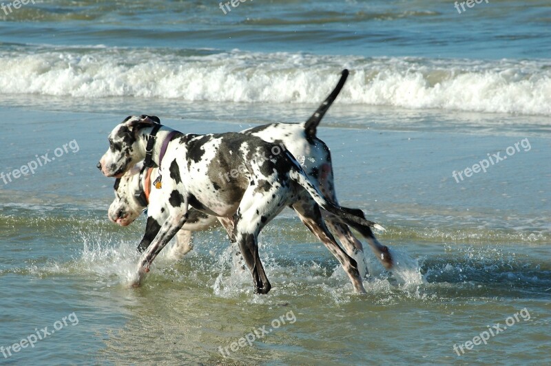 Great Danes Dogs Playing Surf Ocean