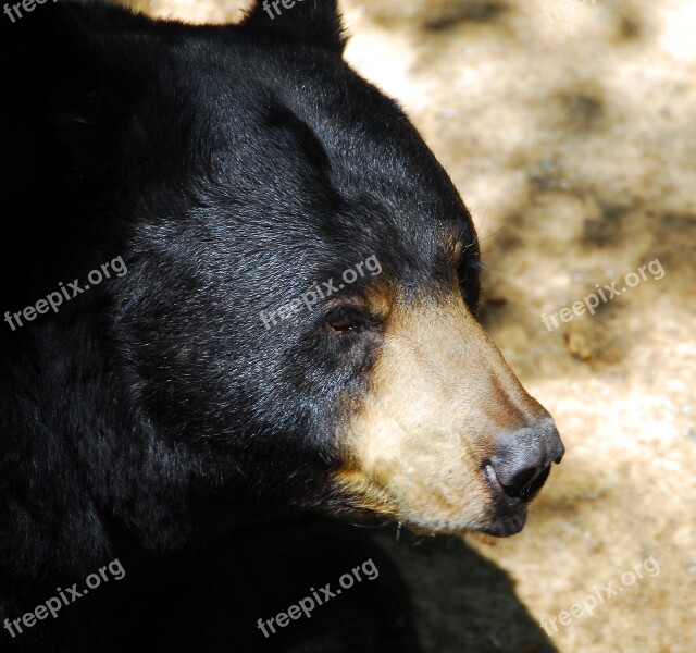 Black Bear Animal Wildlife Bear Mammal